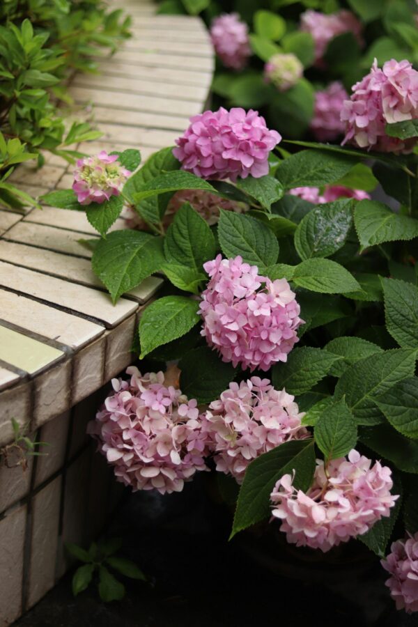 Lush pink hydrangeas blooming beside a tiled edge, showcasing vibrant summer foliage.