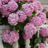 Lush pink hydrangea flowers blooming vibrantly atop a classic stone railing.
