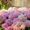 A lush display of pink hydrangeas blooming in the garden during the day.