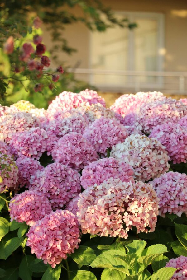 A lush display of pink hydrangeas blooming in the garden during the day.