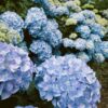 Capture of vibrant blue hydrangea flowers blooming in an outdoor garden.
