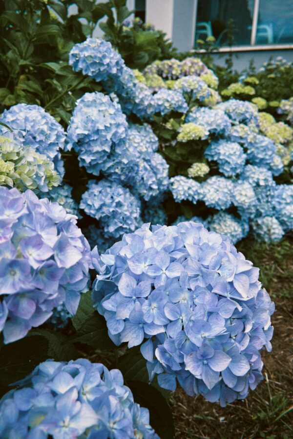 Capture of vibrant blue hydrangea flowers blooming in an outdoor garden.