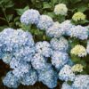 Captivating view of blue hydrangea flowers in a lush garden, showcasing natural beauty.