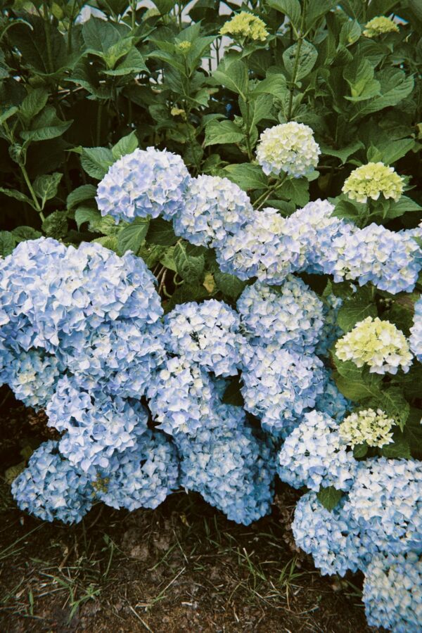 Captivating view of blue hydrangea flowers in a lush garden, showcasing natural beauty.