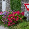 Colorful hydrangeas beside a traffic sign on a La Hague street, enhancing the charming Normandic setting.