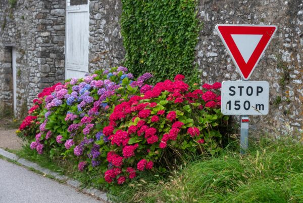 Colorful hydrangeas beside a traffic sign on a La Hague street, enhancing the charming Normandic setting.