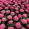 Lush garden of pink hydrangeas in full bloom showcasing vibrant summer colors.