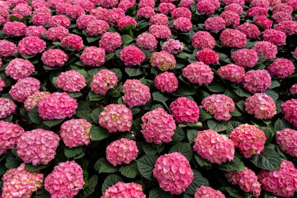 Lush garden of pink hydrangeas in full bloom showcasing vibrant summer colors.