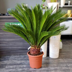Sagowiec - cycas revoluta