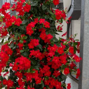 Sandevil