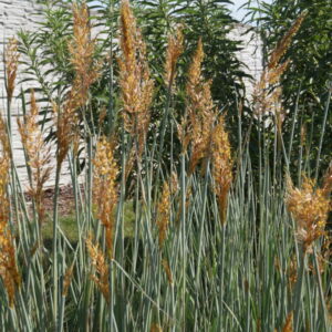 Sorgastrum