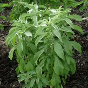 Stevia