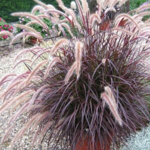 Pennisetum Rubrum
