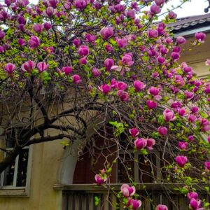 Magnolia Black Tulip 100-120 cm