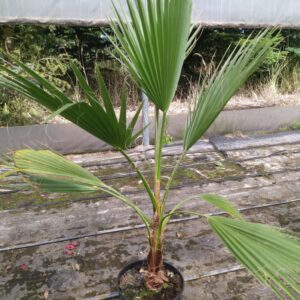 Palma Waszyngtonia Robusta 120 cm w doniczce