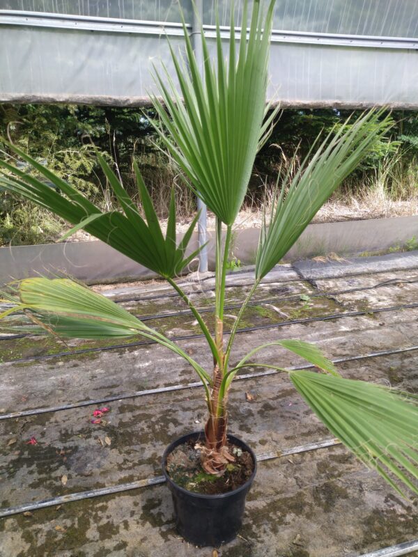 Palma Waszyngtonia Robusta 120 cm w doniczce