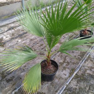 Palma Waszyngtonia Robusta 90 cm w doniczce