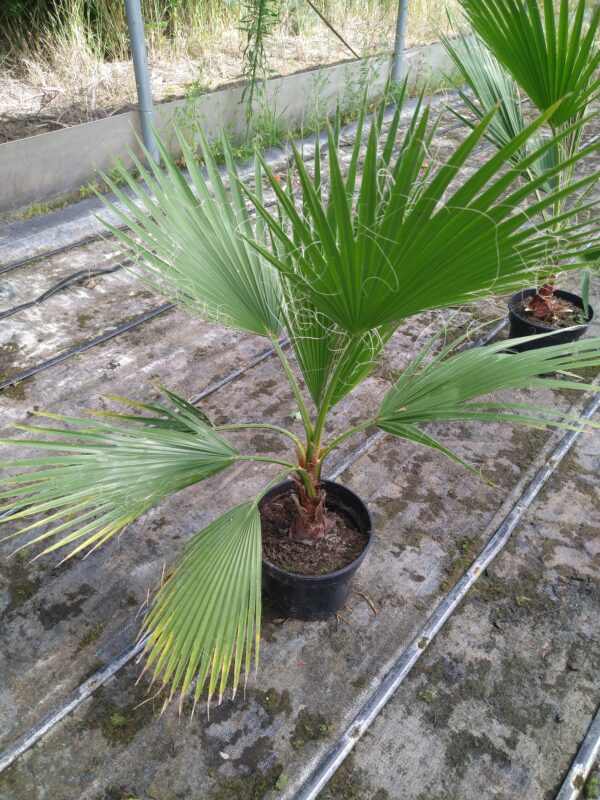 Palma Waszyngtonia Robusta 90 cm w doniczce