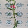 Oleander