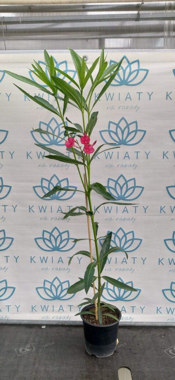 Oleander