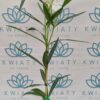 Oleander