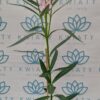 Oleander
