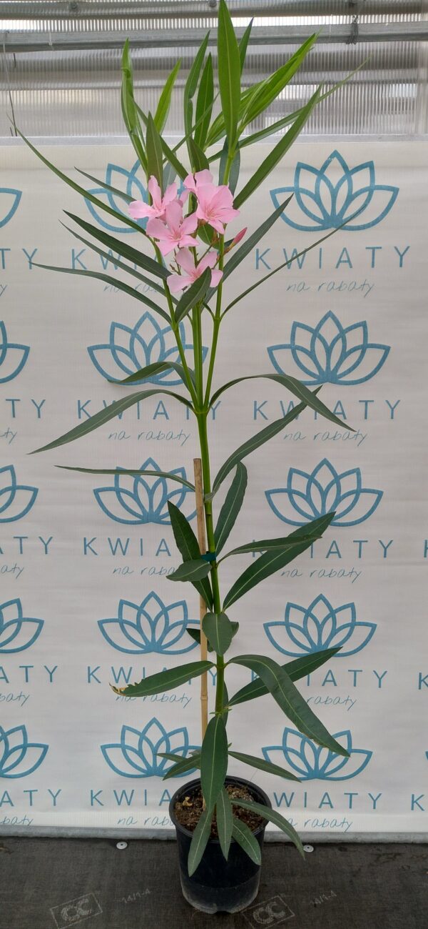 Oleander