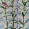 Oleander