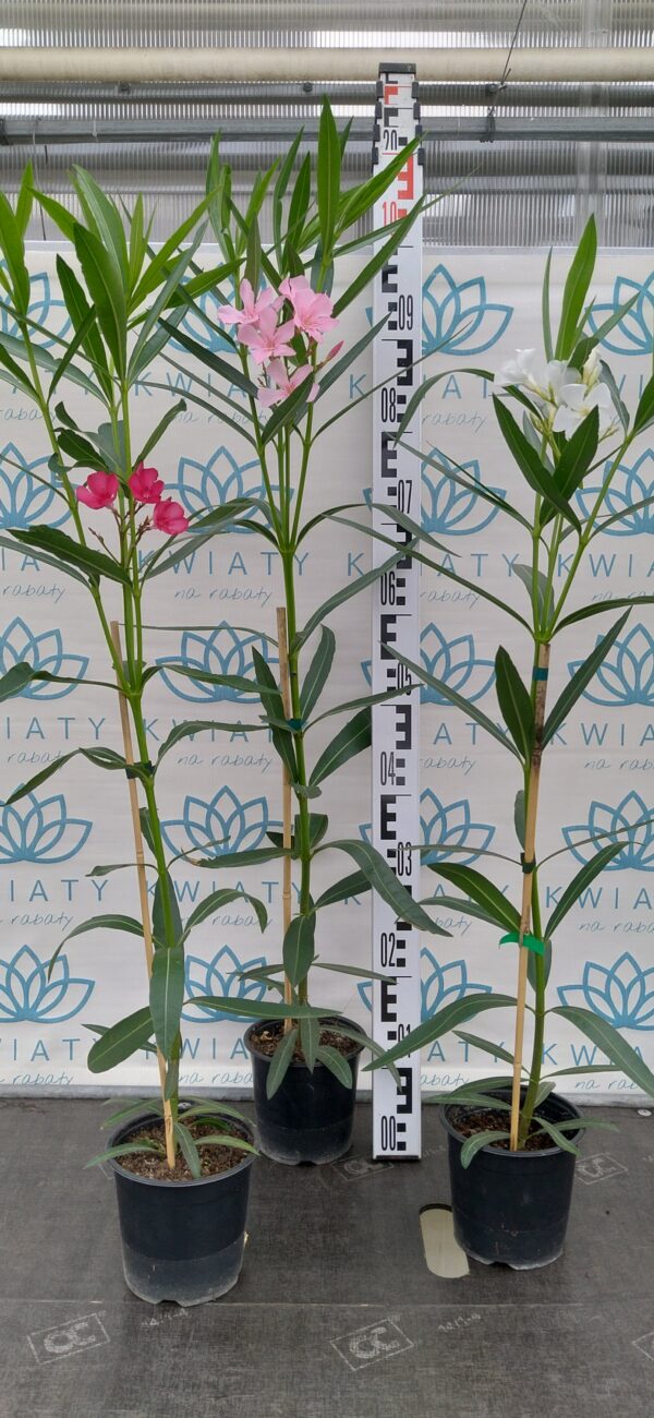 Oleander