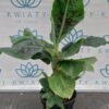 Bananowiec tropicana