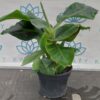 Bananowiec tropicana
