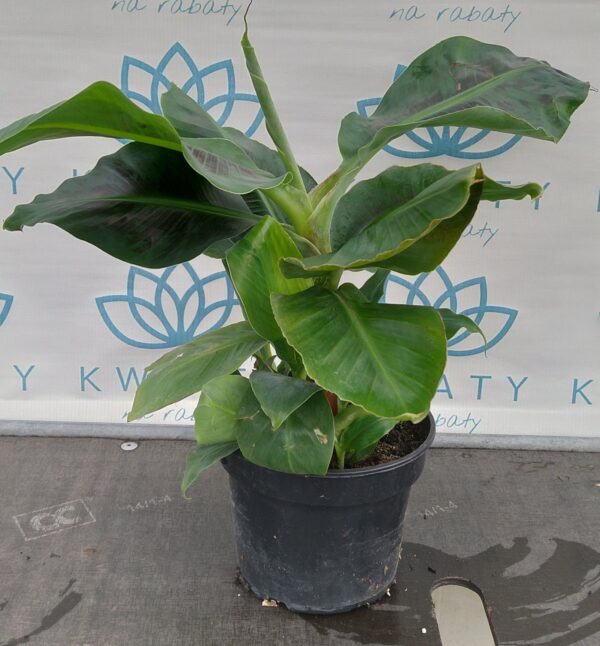 Bananowiec tropicana