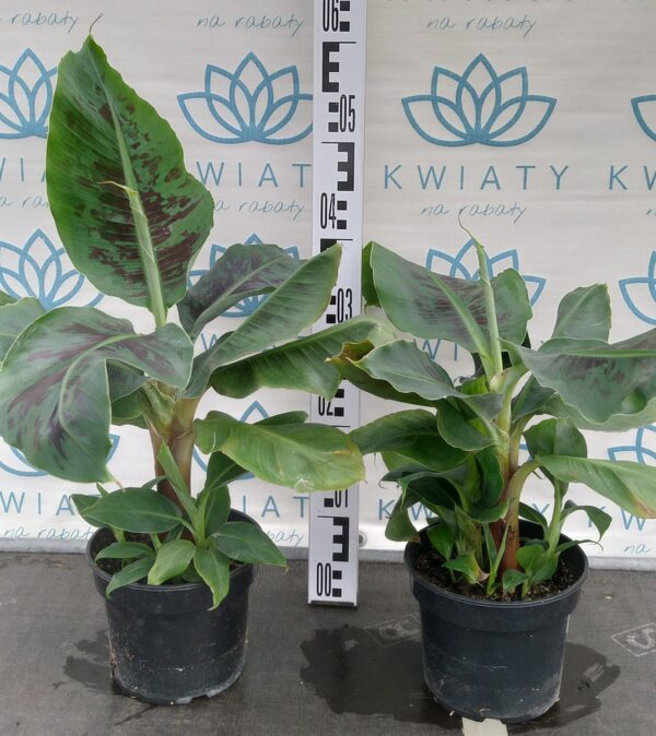 Bananowiec tropicana