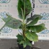Bananowiec tropicana